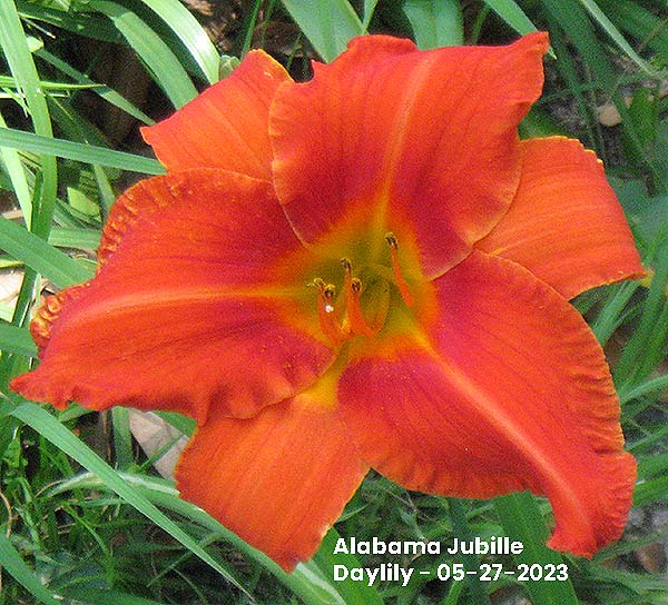 Alabama Jubilee Daylily - 05-27-2023 Ocean Springs, MS