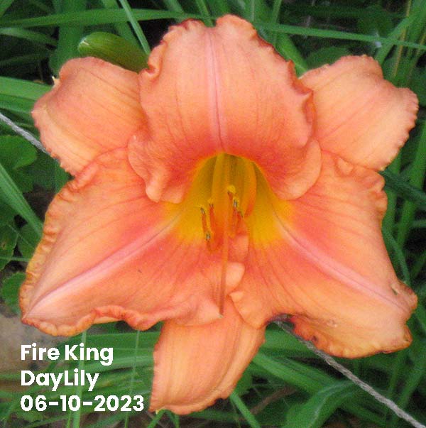 Fire King DayLily | Ocean Springs, MS 06-10-2023