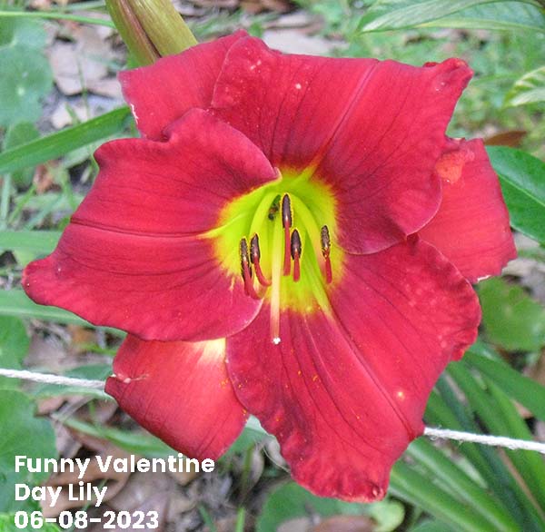Funny Valentine DayLily | Ocean Springs, MS 06-08-2023