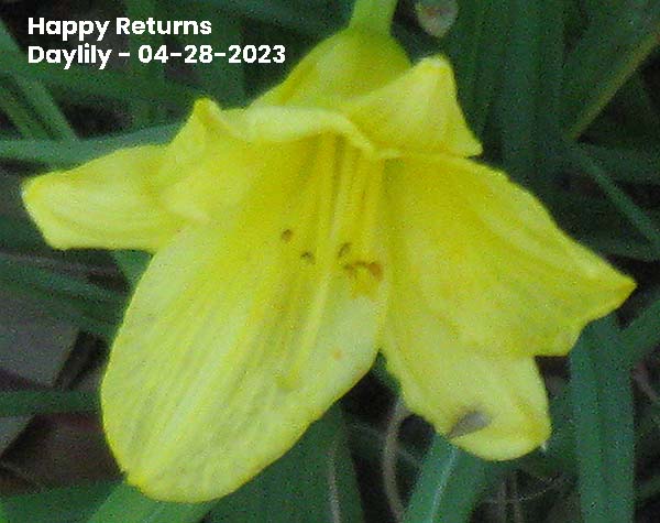 Happy Returns Daylily - 04-28-2023, Ocean Springs, MS