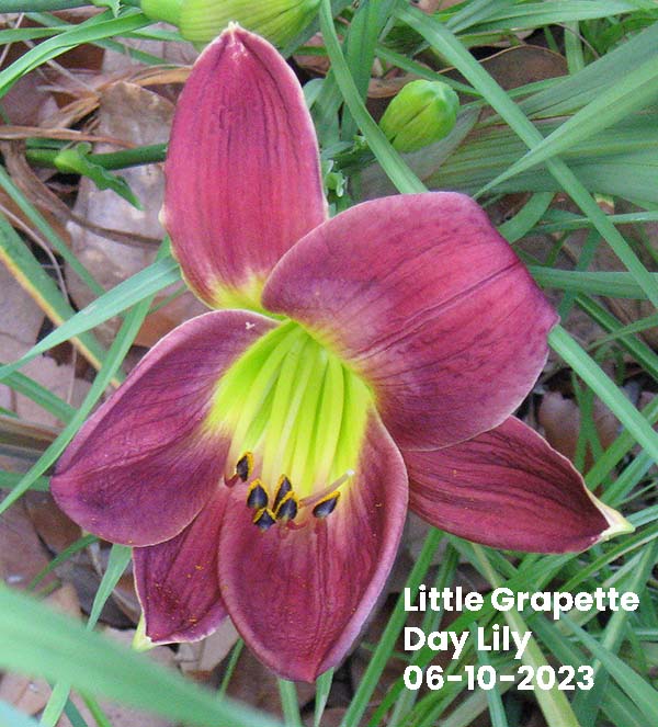 Little Grapette Day Lily | Ocean Springs, MS 06-10-2023
