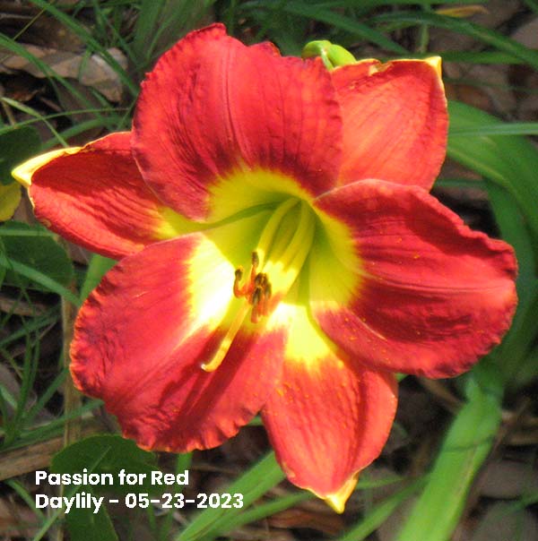 Passion for Red Daylily - 05-23-2023, Ocean Springs, MS
