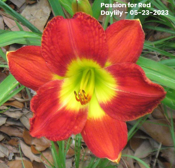 Passion for Red Daylily - 05-23-2023, Ocean Springs, MS