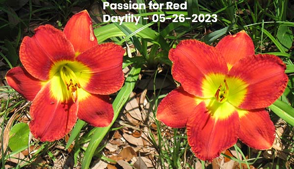 Passion for Red Daylily - 05-26-2023, Ocean Springs, MS