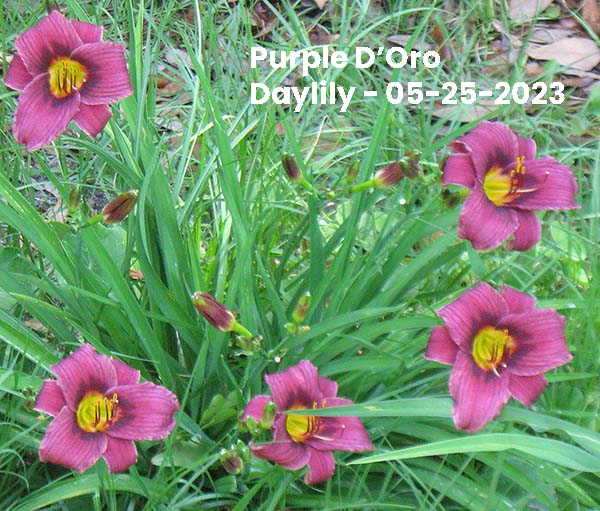 Purple D'Oro Daylily - 05-25-2023, Ocean Springs, MS