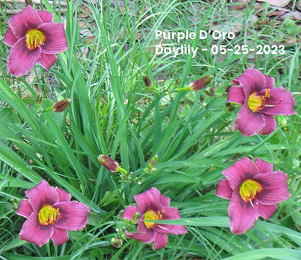 Purple D'Oro Daylily - 05-25-2023, Ocean Springs, MS