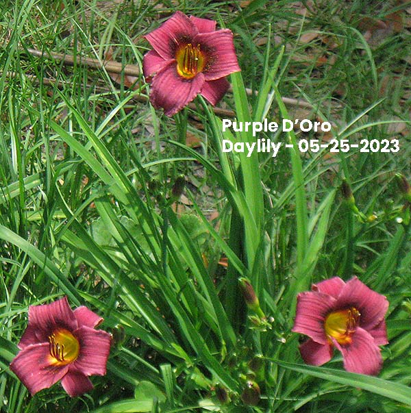Purple D'Oro Daylily - 05-25-2023, Ocean Springs, MS