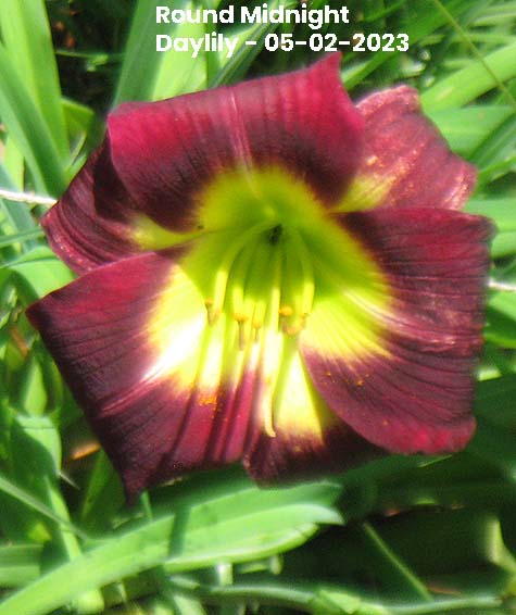 Round Midnight Daylily - 05-02-2023 - Ocean Springs, MS