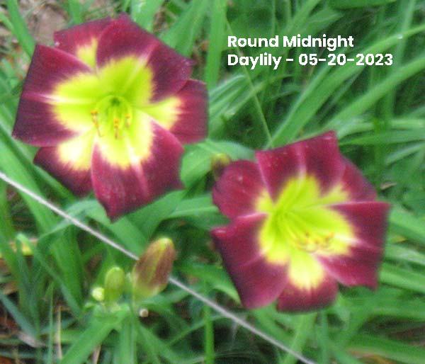 Round Midnight Daylily - 05-02-2023 - Ocean Springs, MS