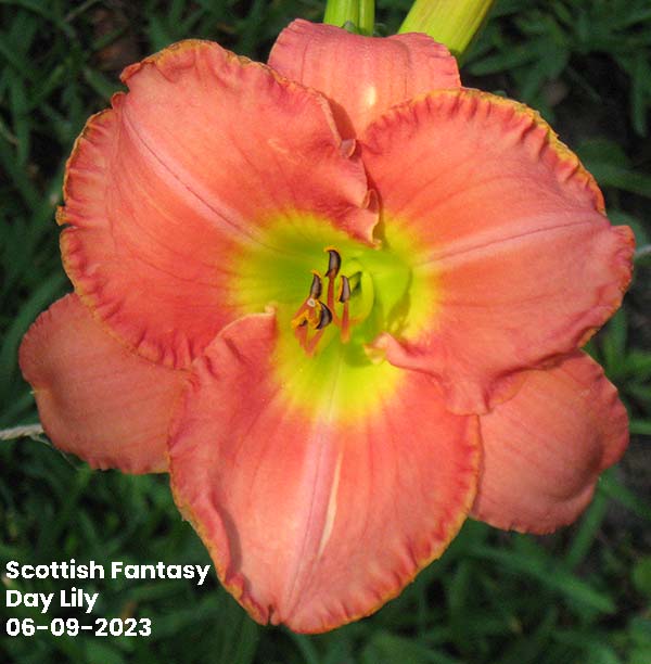 Scottish Fantasy DayLily | Ocean Springs, MS 06-09-2023