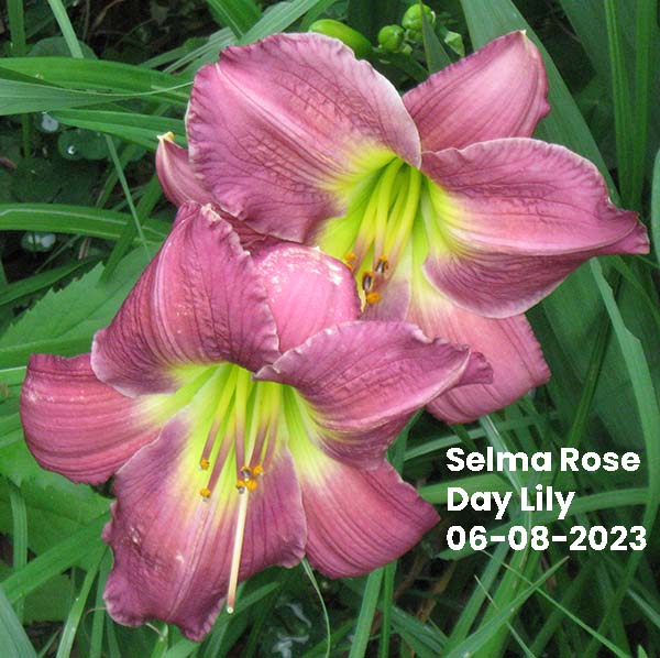 Selma Rose Day Lily | Ocean Springs, MS 06-08-2023