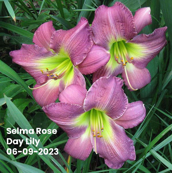 Selma Rose Day Lily | Ocean Spring, MS 06-09-2023
