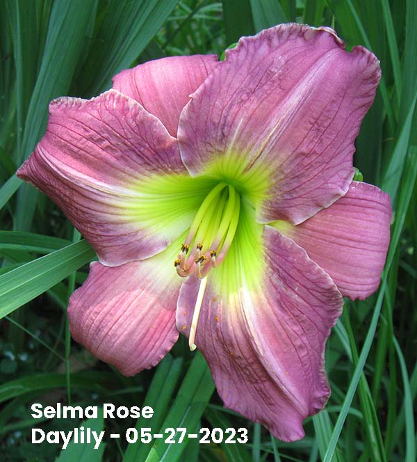 Selma Rose Daylily - 05-27-2023 - Ocean Springs, MS