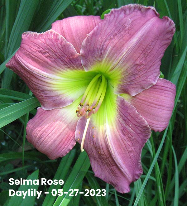 Selma Rose Daylily - 05-27-2023 - Ocean Springs, MS