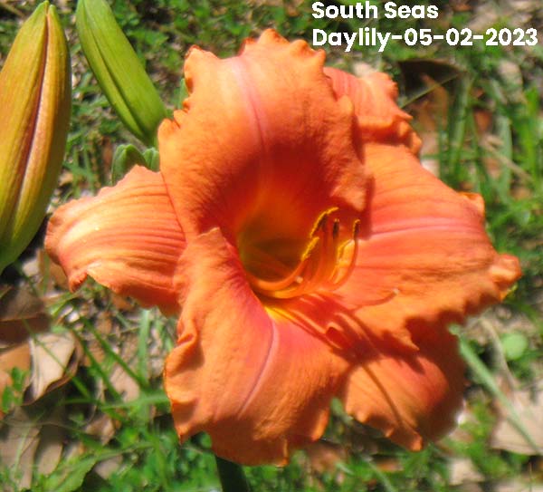 South Seas Daylily-05-02-2023 - Ocean Springs, MS