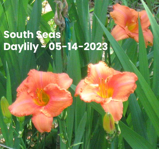 South Seas Daylily-05-02-2023 - Ocean Springs, MS