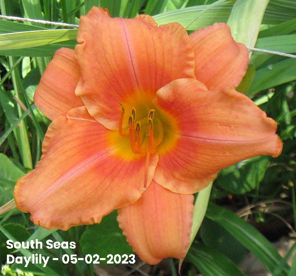 South Seas Daylily-05-02-2023 - Ocean Springs, MS