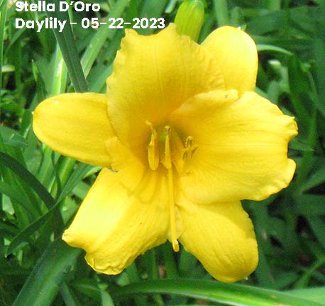 Stella D'Oro Daylily - 05-22-2023 - Ocean Springs, MS 