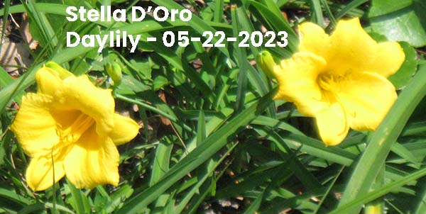 Stella D'Oro Daylily - 05-22-2023 - Ocean Springs, MS 